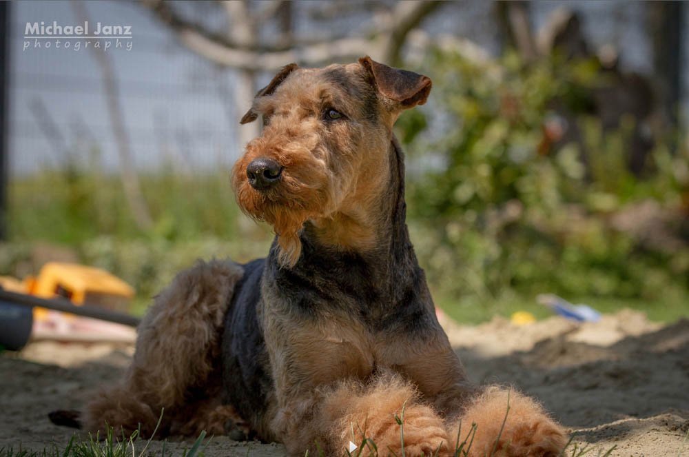 Airedale Terrier Ferrari von der Weiler Burg