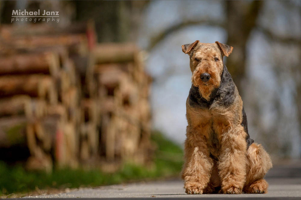 Airedale Terrier Ferrari von der Weiler Burg