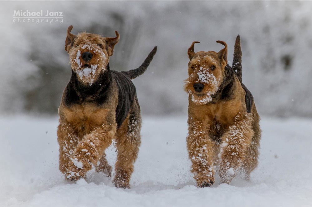 Airedale Terrier Ferrari von der Weiler Burg