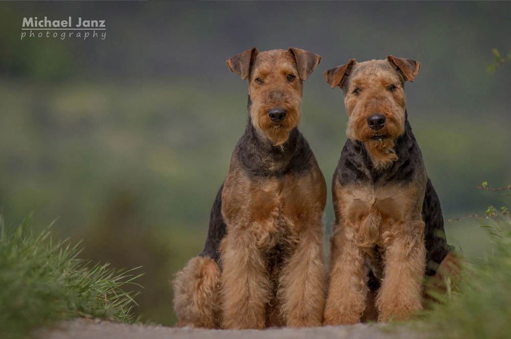 Airedale Terrier Ferrari von der Weiler Burg