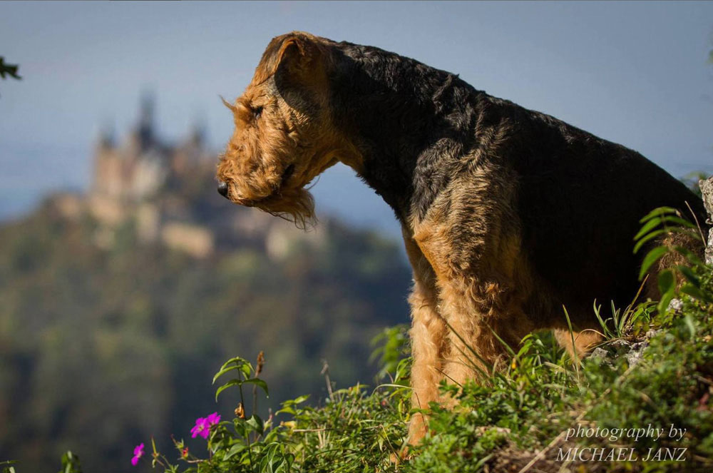 Airedale Terrier Ferrari von der Weiler Burg