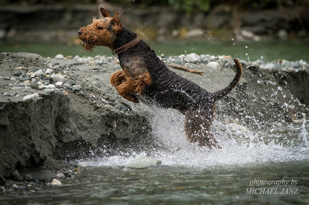 Airedale Terrier Ferrari von der Weiler Burg