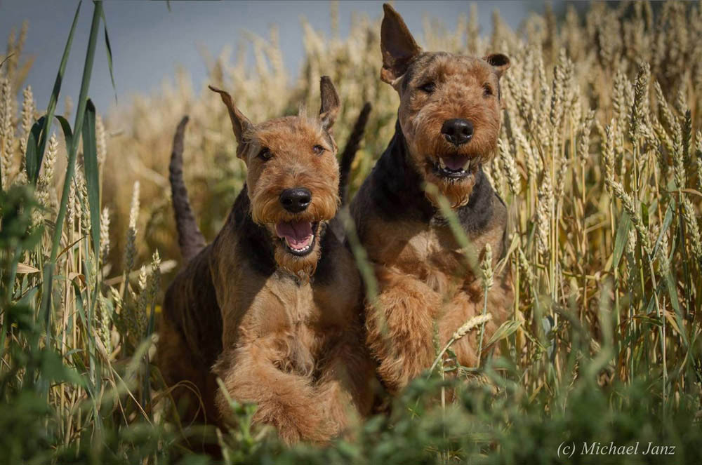 Airedale Terrier Ferrari von der Weiler Burg