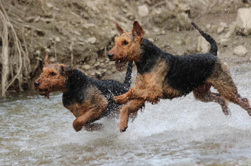 Airedale Terrier Ferrari von der Weiler Burg