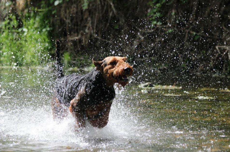 Airedale Terrier Ferrari von der Weiler Burg