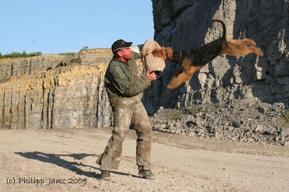 Airedale Terrier Ferrari von der Weiler Burg