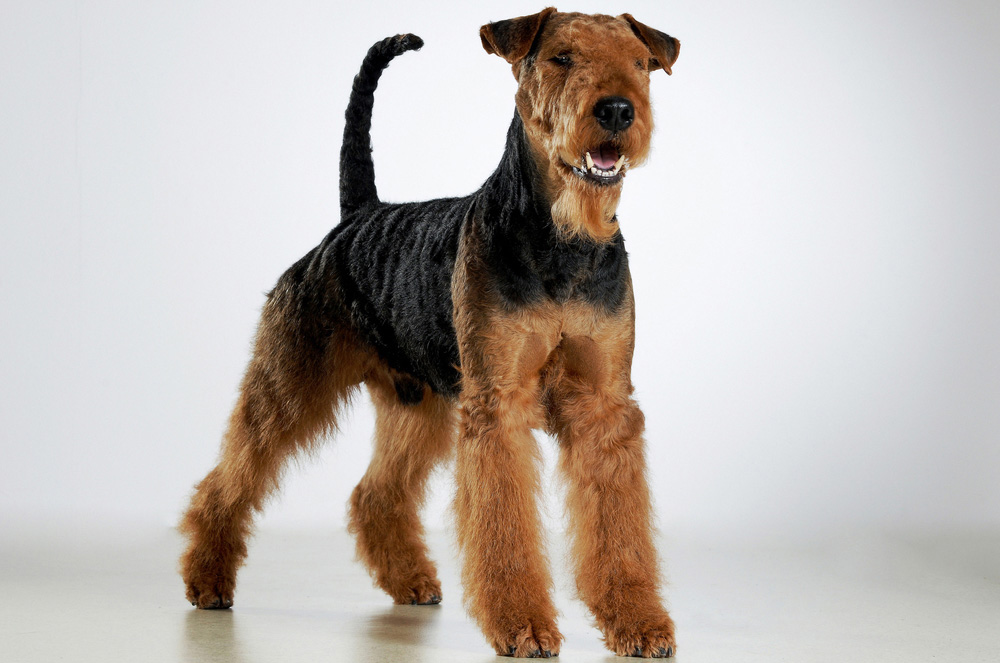 Airedale Terrier Ferrari von der Weiler Burg