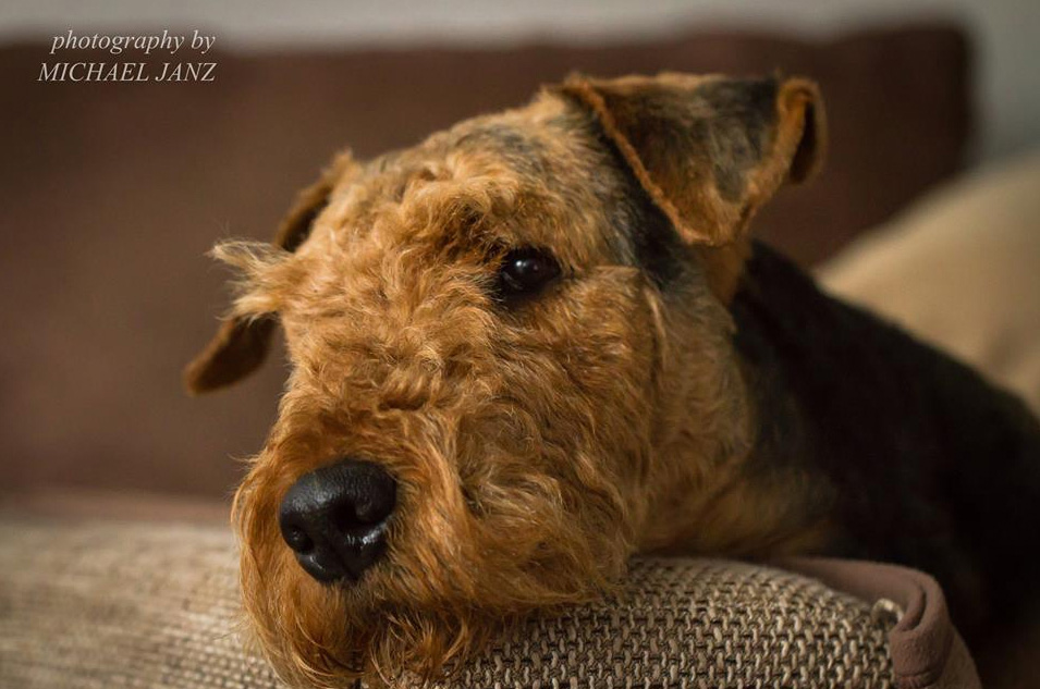 Airedale Terrier Ferrari von der Weiler Burg