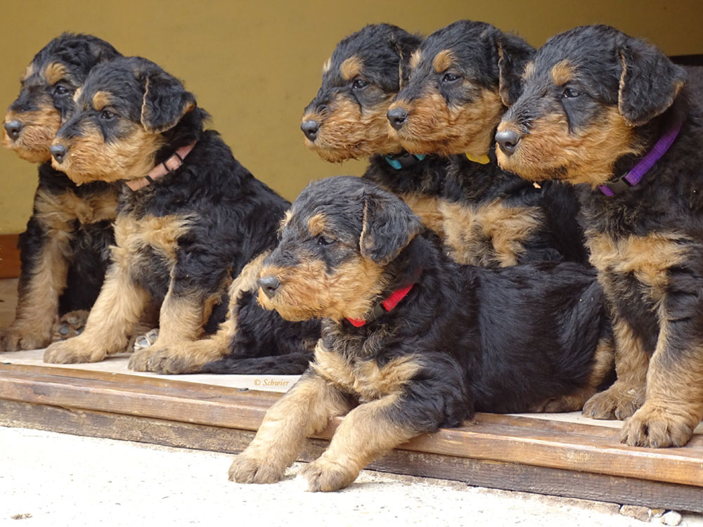 Airedale Terrier Welpen Bilder aktueller Wurf