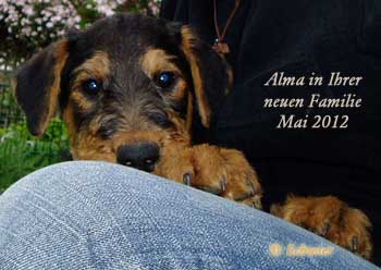 Airedale Terrier Hündin Alma