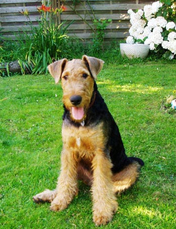 Airedale Terrier Hündin Alma