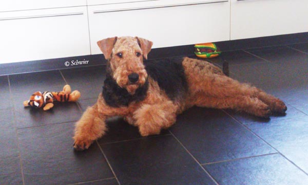 Airedale Terrier Hündin Alma