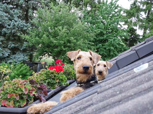 Airedale Terrier Hündin Alma