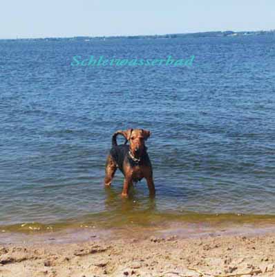 Airedale Terrier Hündin Alma