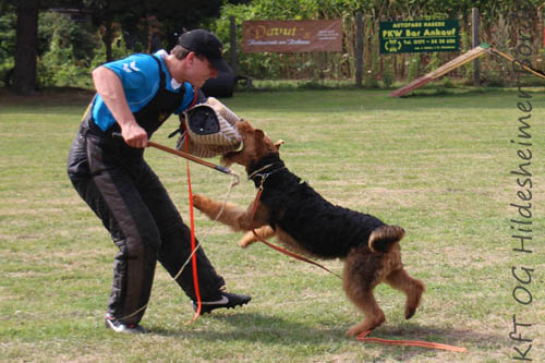 Airedale Terrier Hündin Alma