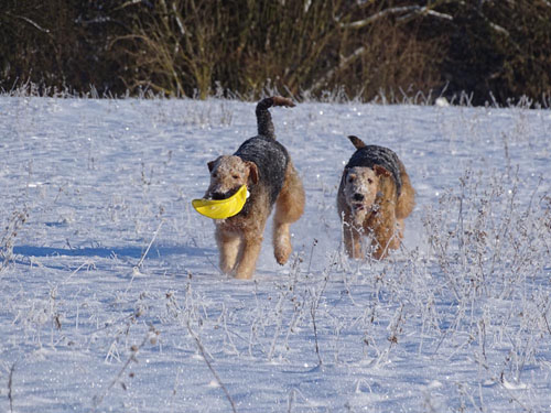 Schneegestöber