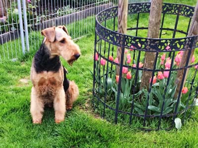 Airedale Terrier Hündin Alma