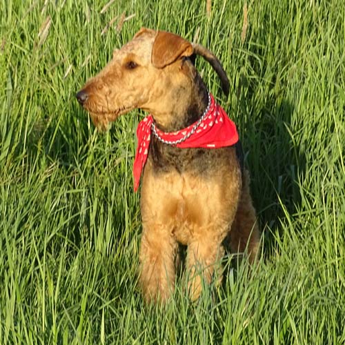 Airedale Terrier Hündin Alma