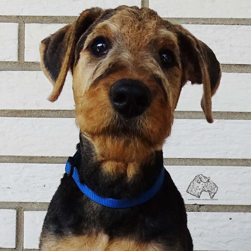 Airedale weg