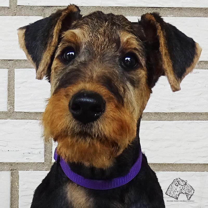 Airedale weg