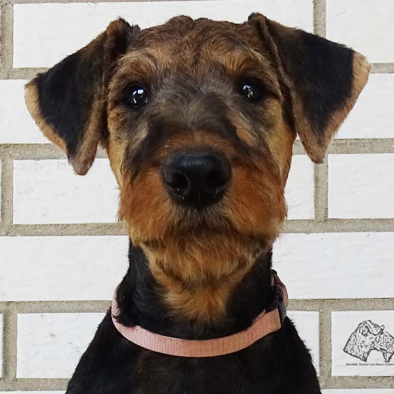 Airedale weg