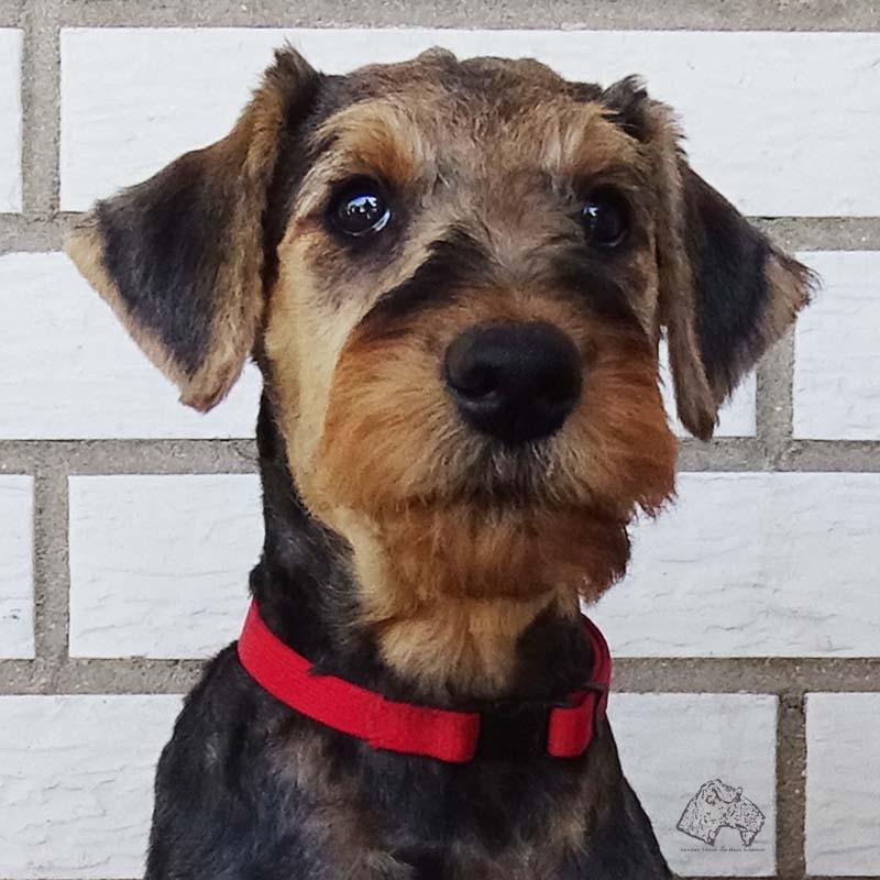 Airedale weg