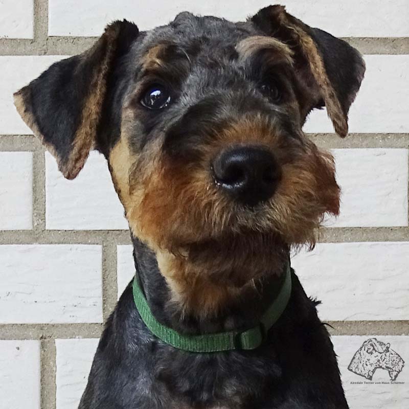Airedale weg