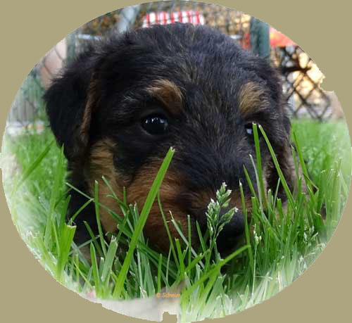 Welpenfoto als Aufhänger für einen gepflegten Hund