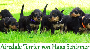 Airedale Terrier von Haus Schirmer sind supi