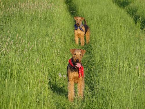 Airedale Terrier Hündin Yedda von Haus Schirmer