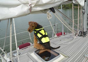 Airedale auf Segelschiff