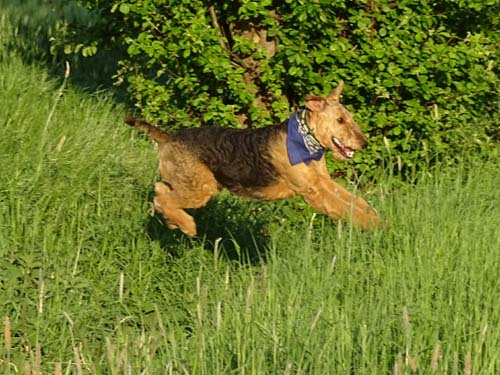 Airedale Terrier Hündin Yedda von Haus Schirmer