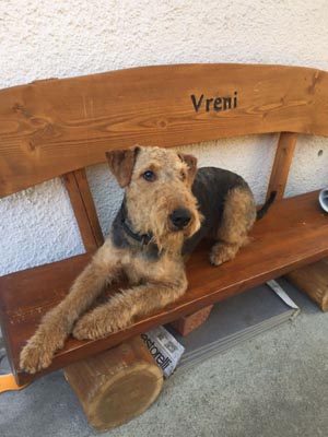 Airedale Terrier Zino von Haus Schirmer