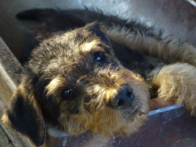 Airedale Terrier Welpe Zino von Haus Schirmer