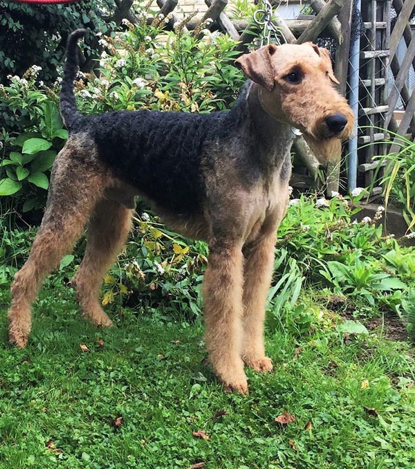 Airedale Terrier Zino von Haus Schirmer