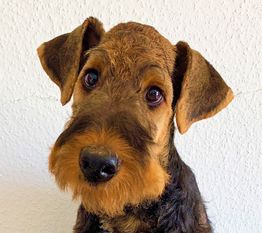 Airedale Terrier Deckrüde Casanova von Haus Schirmer