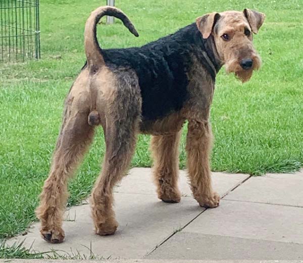 Airedale Terrier Deckrüde Casanova von Haus Schirmer