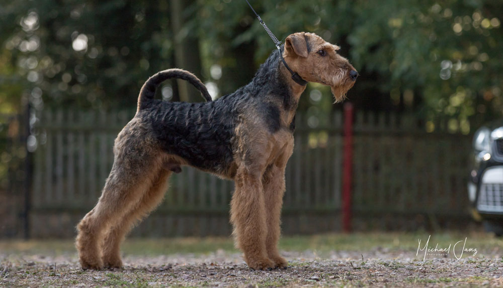 Airedale Terrier Deckrüde Casanova von Haus Schirmer