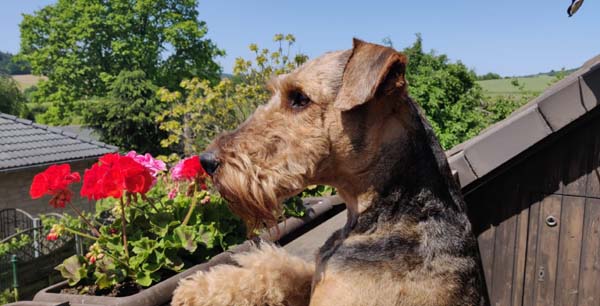 Airedale Terrier Deckrüde Casanova von Haus Schirmer