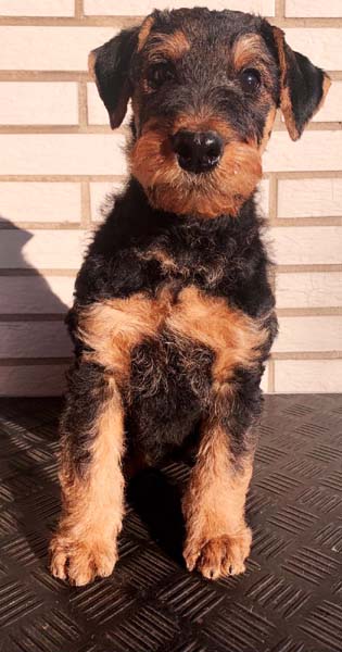 Airedale Franzi