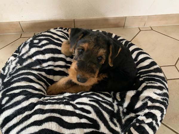 Airedale Franzi