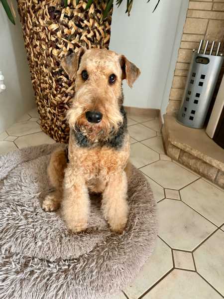 Airedale Terrier Welpenmutter 2023
