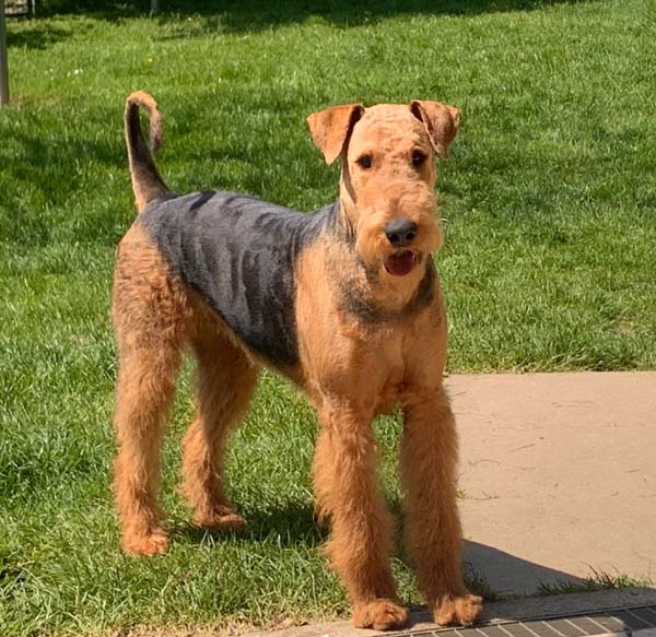 Airedale Terrier Welpenmutter 2024