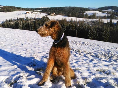 Airedale Terrier Zwerlin von Haus Schirmer