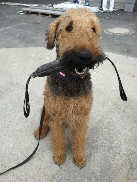 Airedale Terrier Brandmittelspürhundprüfungstag