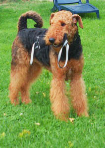 Airedale Terrier