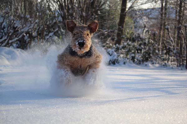 Airedale Terrier