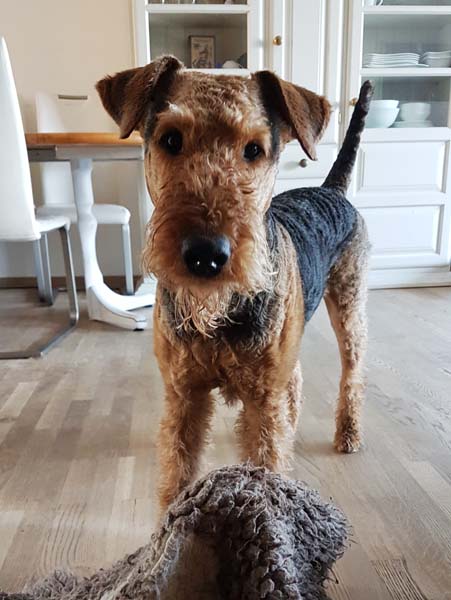 Airedale Terrier