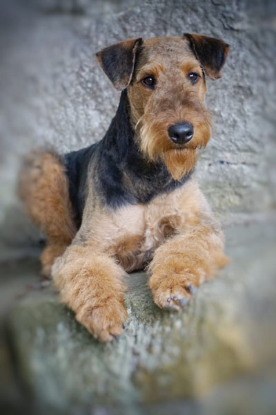 Airedale Terrier