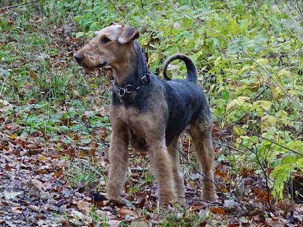 Airedale Terrier